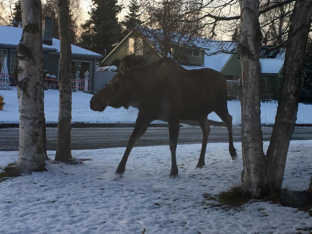 Turnagain Guest House Anchorage Exterior foto